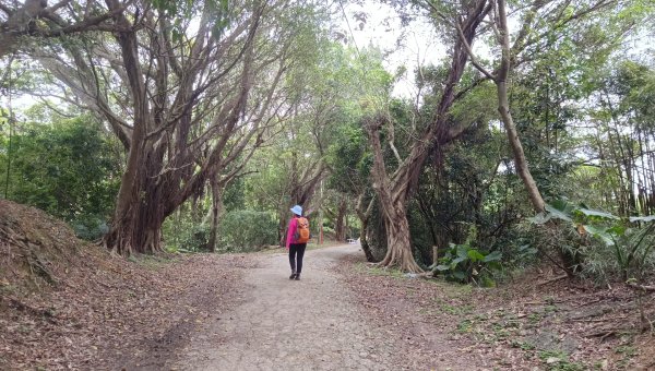 (姨婆趴趴走)第五十集:新北樹林大同山、青龍嶺、大棟山諸峰連走2751526