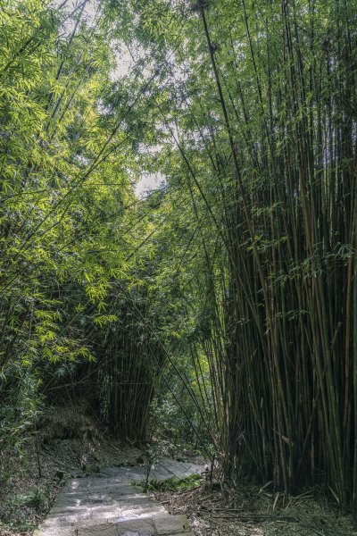 觀音山(北橫古道)1542406