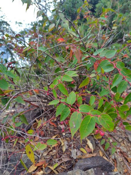 關刀山西峰 關刀山 關刀山東峰 西關刀山北峰 西關刀山北北峰2891023