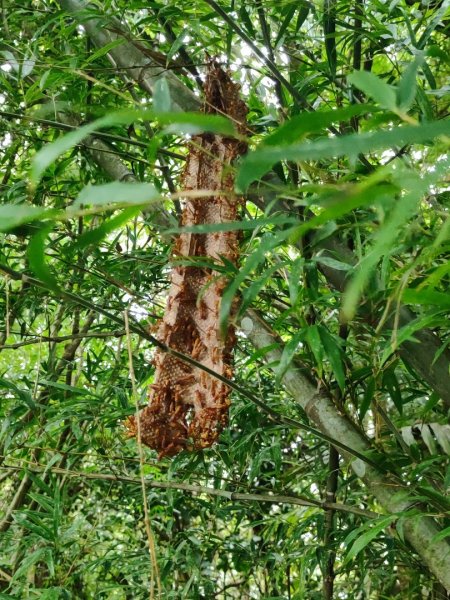 微笑山線大棟山系2838329