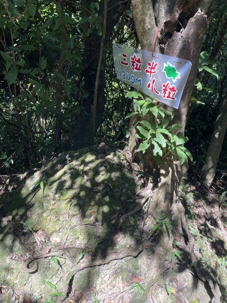 【天上山系】望月亭桐花2869371