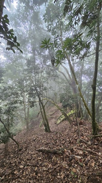 【稜線瘦如刀鋒，山形橫亙如屏風】解鎖第55座小百岳 #045 大橫屏山2932882