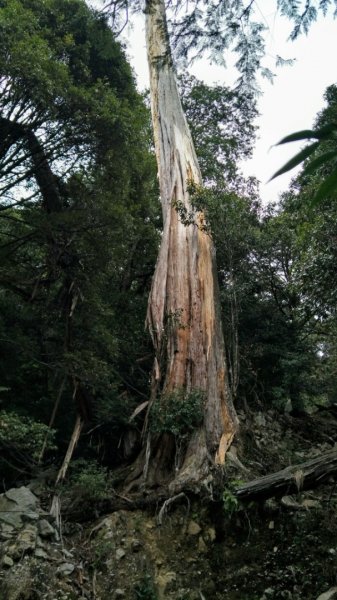 大雪山小神木步道+環站步道914503