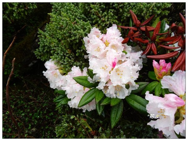 合歡石門山步道907863