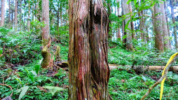 油羅山(一上三下)2959184