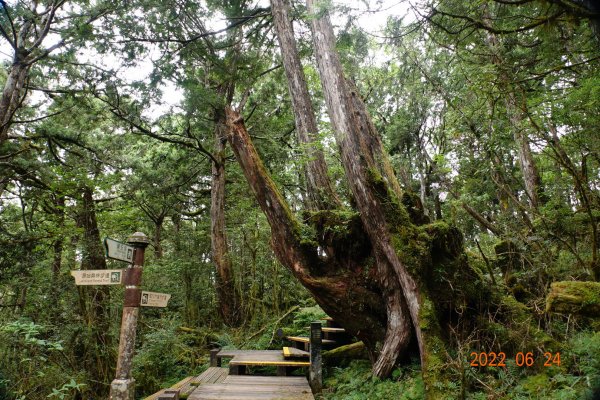 宜蘭 大同 太平山森林遊樂區 檜木原始林步道1743687