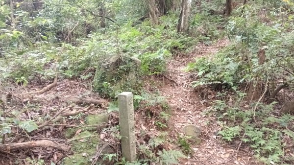 三芝區竿尾崙古道-竿尾崙-清涼崙-大屯溪古道O型3095664