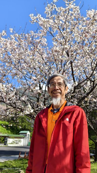 #中山樓 #陽明公園 #十八份 #吉野櫻 #墨染櫻（花葉同開/右側/左側大寒櫻） 3/113013204