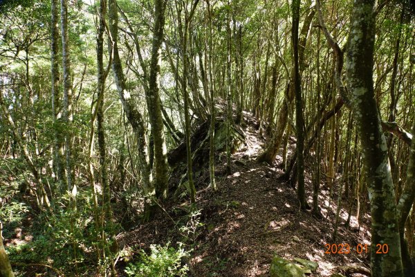 苗栗 南庄 鹿山、鹿坑山2001850