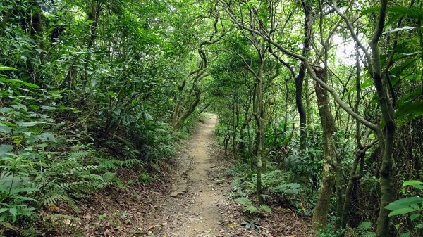 福州山,中埔山,黎和生態公園2234134