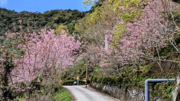 《踏莎行。太麻里山春色》2720576