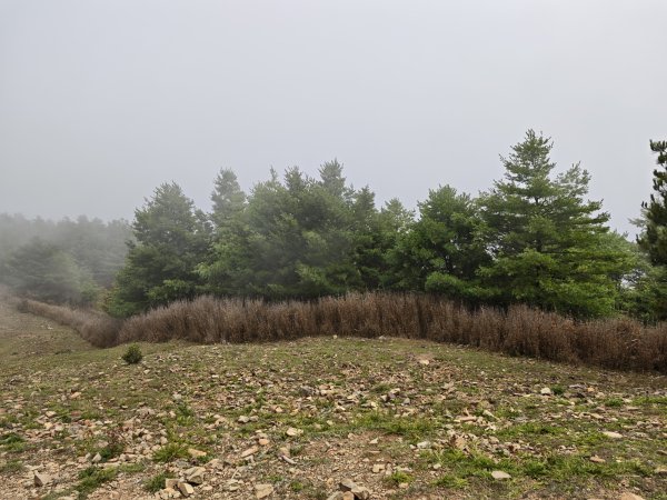 [山海圳_聖山之路_第二段3/4] 2026_0802 麟趾山3109263