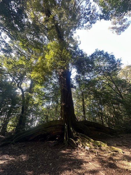 1140209雪見北坑山大板根2709953