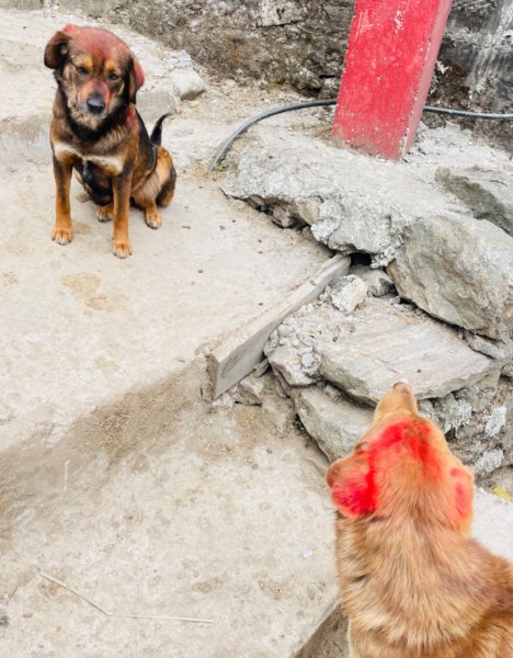 尼泊爾EBC馬牛螺羊動物寫真-山屋-協作-美食2789006
