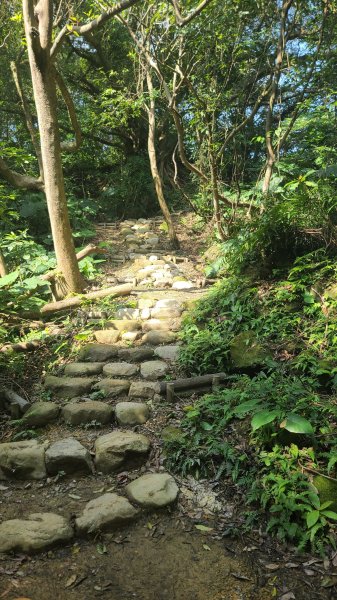 2025-0204 鶯歌_大凍山_三角埔頂山_迴龍2707914