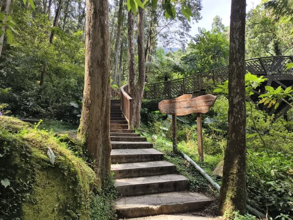 [百山百鳥尋旅-05/15] 2025_0830 溪頭賞鳥步道_銀杏步道2875527
