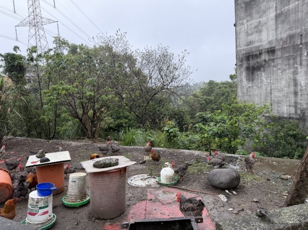 [樟之細路_第一大段RSA01] 2026_0329 清水坑溪景觀3026590