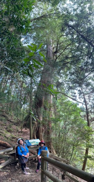 觀霧-檜山巨木群步道2925735