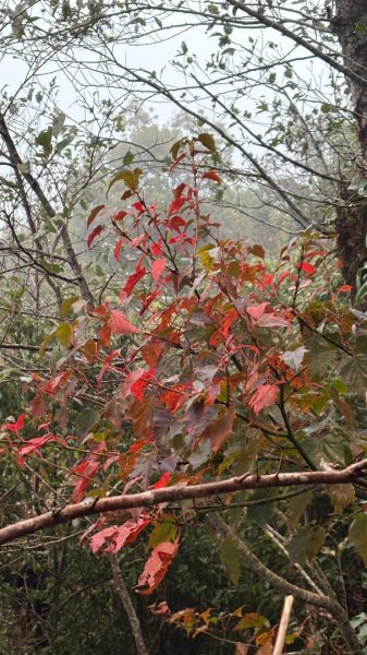 再見加里山2961846