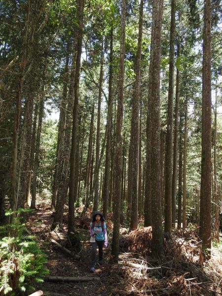 20180609望美山-瓊山(獵人古道)348751