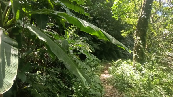 基隆市石象山-石獅山Y字走3116665