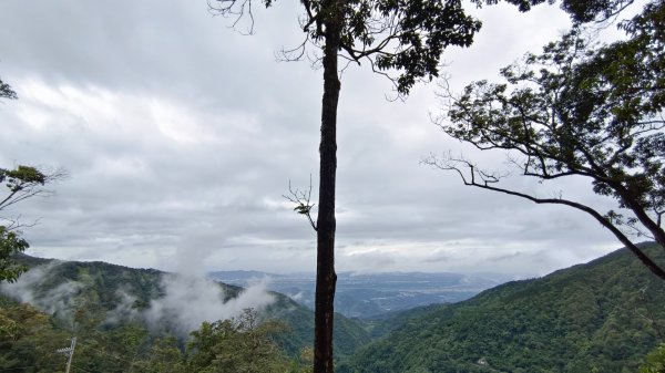 粉紅水晶蘭(長壽山~醜崠山下切出林道24.5k)2186306