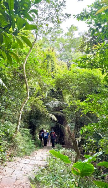 鳴鳳山古道群走鳴鳳山 三湖山吃仙草冰2923302