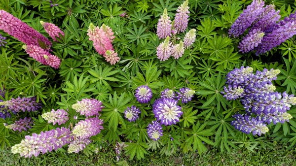 《西江月。魯冰花艷台大》2725791