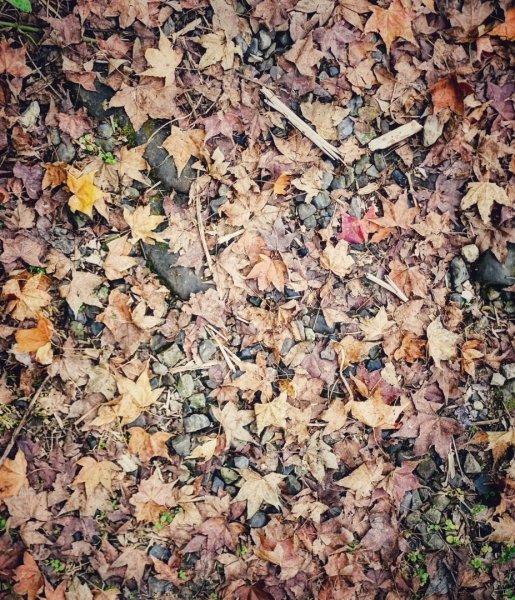 1140101元旦爬山趣2680847