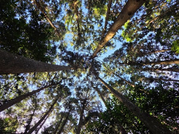 【中級山】麥巴來山，夢幻杉木林3089250
