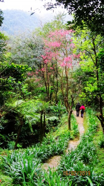 中和步道越嶺土城太極嶺 ~ 櫻花一路相迎 !527989