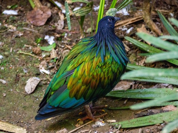 鳳凰谷鳥園2961139