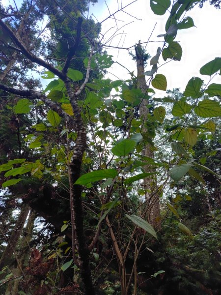 鳳鳴古道 鳳鳴山 南隘勇（南長城）古道 三湖山 八達嶺（龍骨）古道 綠色古道 延平古道2975135