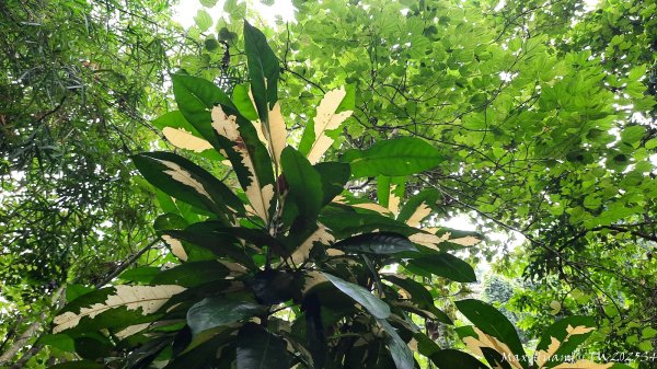 《台中》觀九九峰｜霧峰青桐林生態步道群202511092932222