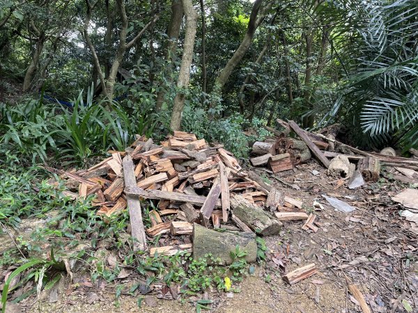 [微笑山線_第一段] 2025_0720 大棟山系_青龍嶺2843472