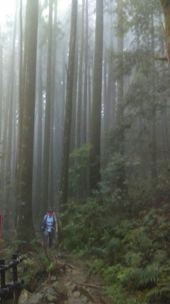 美麗的山林～加里山（小百岳）O型走597940