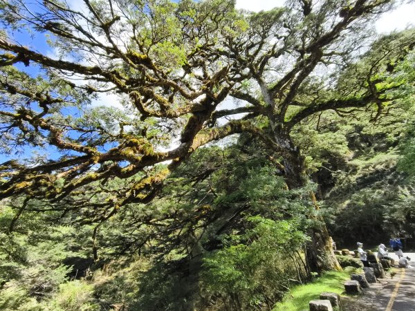 [玉山尋寶任務-09/12] 2025_0928 麟趾山步道2899876