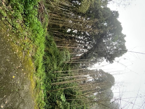 20230924_大湖尖山、大凍山（嘉義縣小百岳）2762738