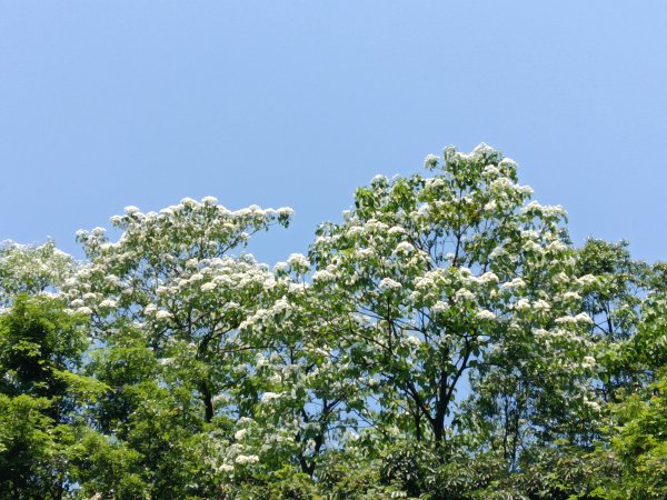 汐止區夢湖秘境桐花夢幻2773489