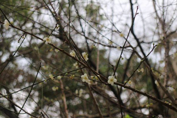 角板山公園往溪口吊橋 20190119573448