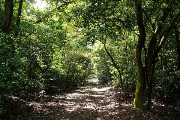 苗栗 三義 枕頭山、南片山2801756