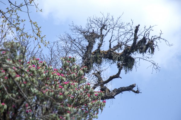 Mardi Himal 安納普娜基地營健行(ABC)2154977