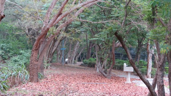 《台中》綠色隧道｜大肚環保公園登山步道O繞202604183038554