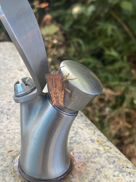 【四獸山 Short】虎豹象先行！獅山封閉中，等新步道開箱再相見2888830