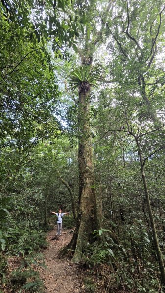 風和日麗來去烏來三山享受森林芬多精2984351