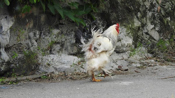 雲山水花鳥蝶-天龍國阿伯的日常 #翠鳥2641663