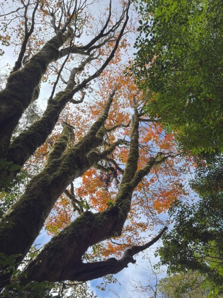尖石鄉賞楓季-李崠山古堡、秀巒楓景、鎮西堡巨木群2958286