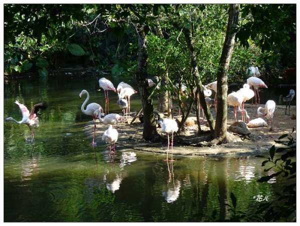 台北市動物園之旅1498049