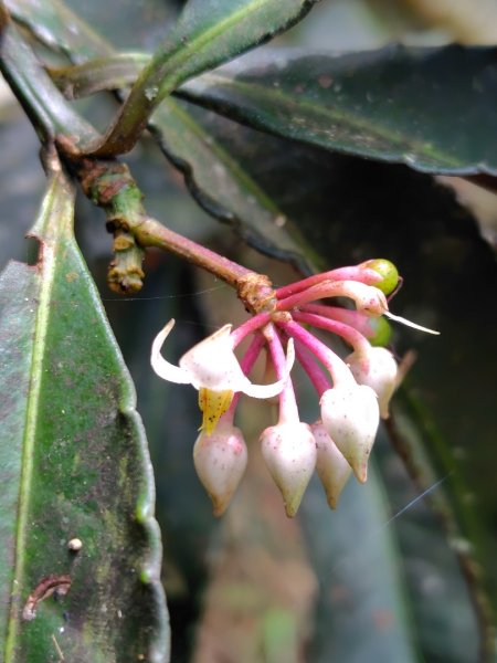 石盤坑 墘溪 橫屏山西峰 橫屏山2890699