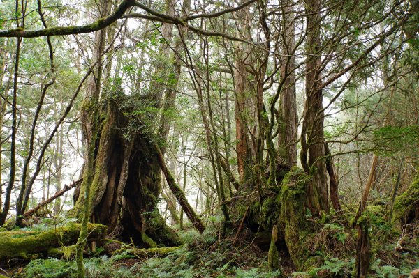 宜蘭 大同 見晴山2890637
